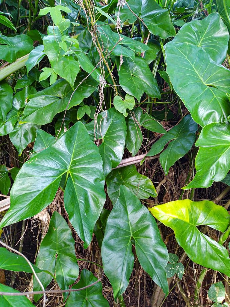 Montrichardia arborescens (L.) Schott