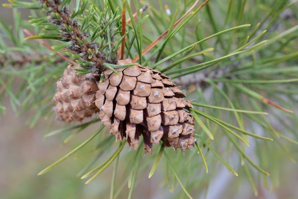 Pinus contorta Douglas ex Loudon
