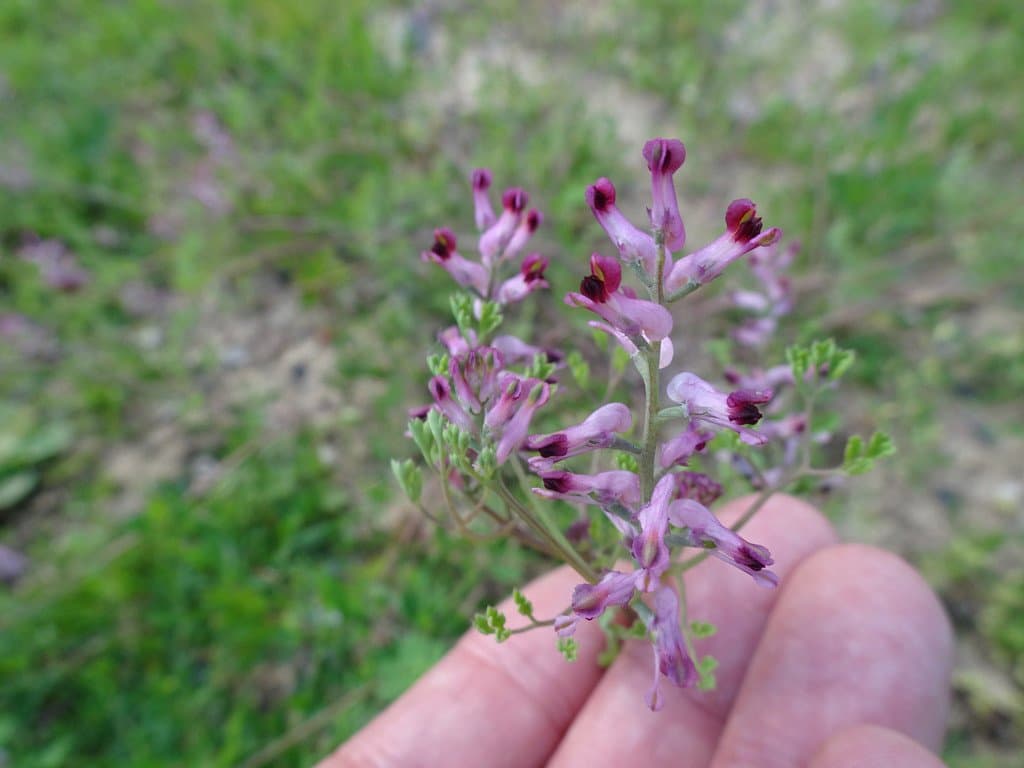 Fumaria wirtgenii Koch