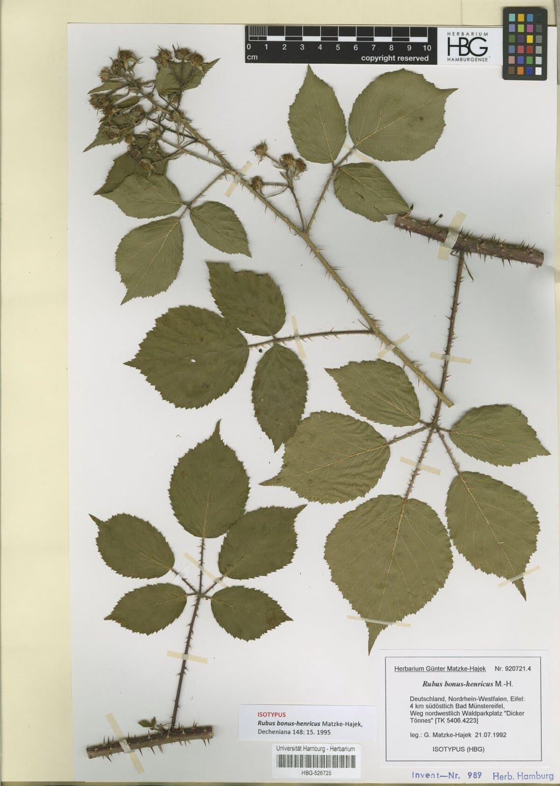 Rubus bonus-henricus Matzke-Hajek
