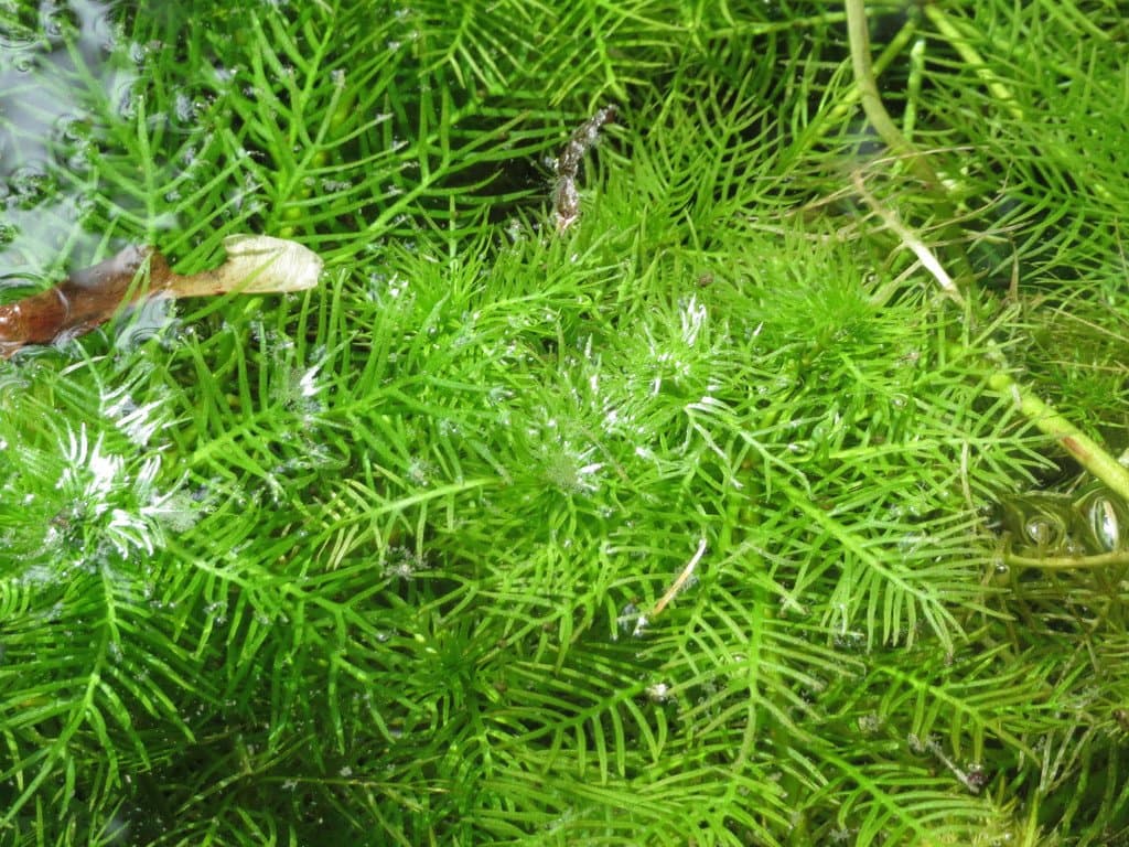 Hottonia palustris L.