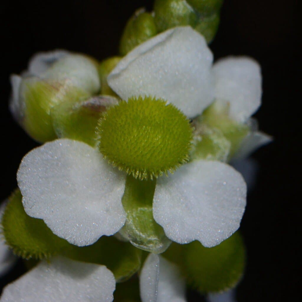 Sagittaria platyphylla (Engelm.) J.G.Sm.