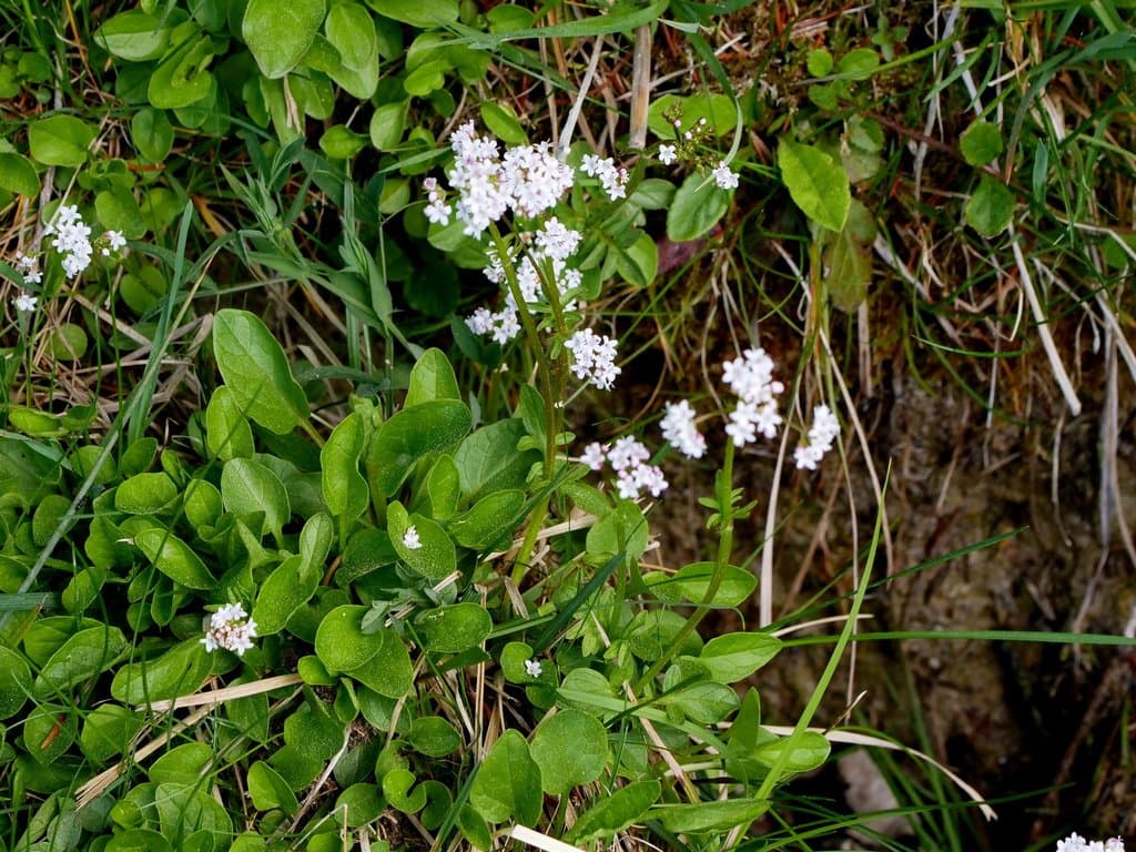 Valeriana dioica L.