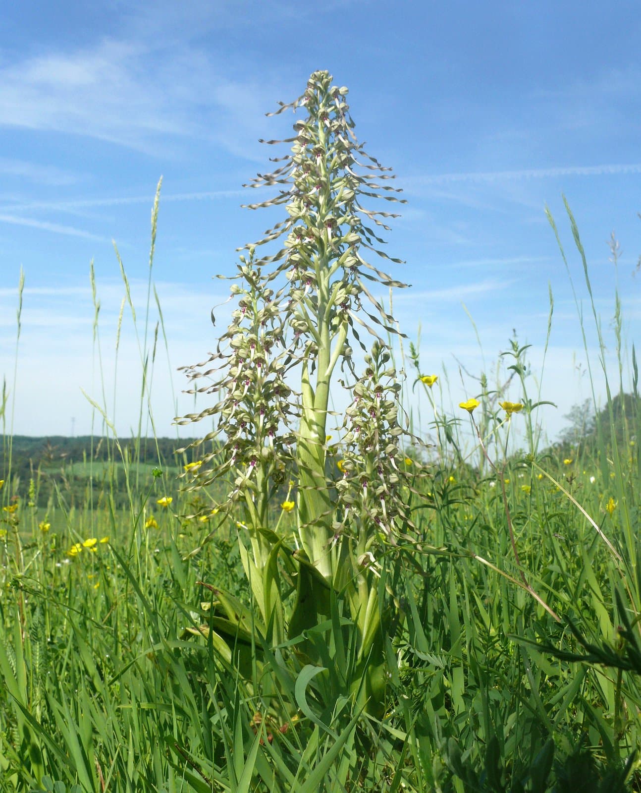 Himantoglossum hircinum (L.) Spreng.