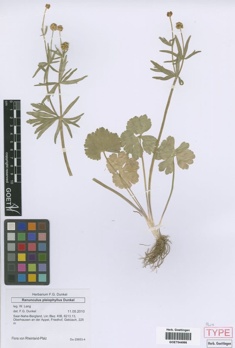 Ranunculus pleiophyllus Dunkel