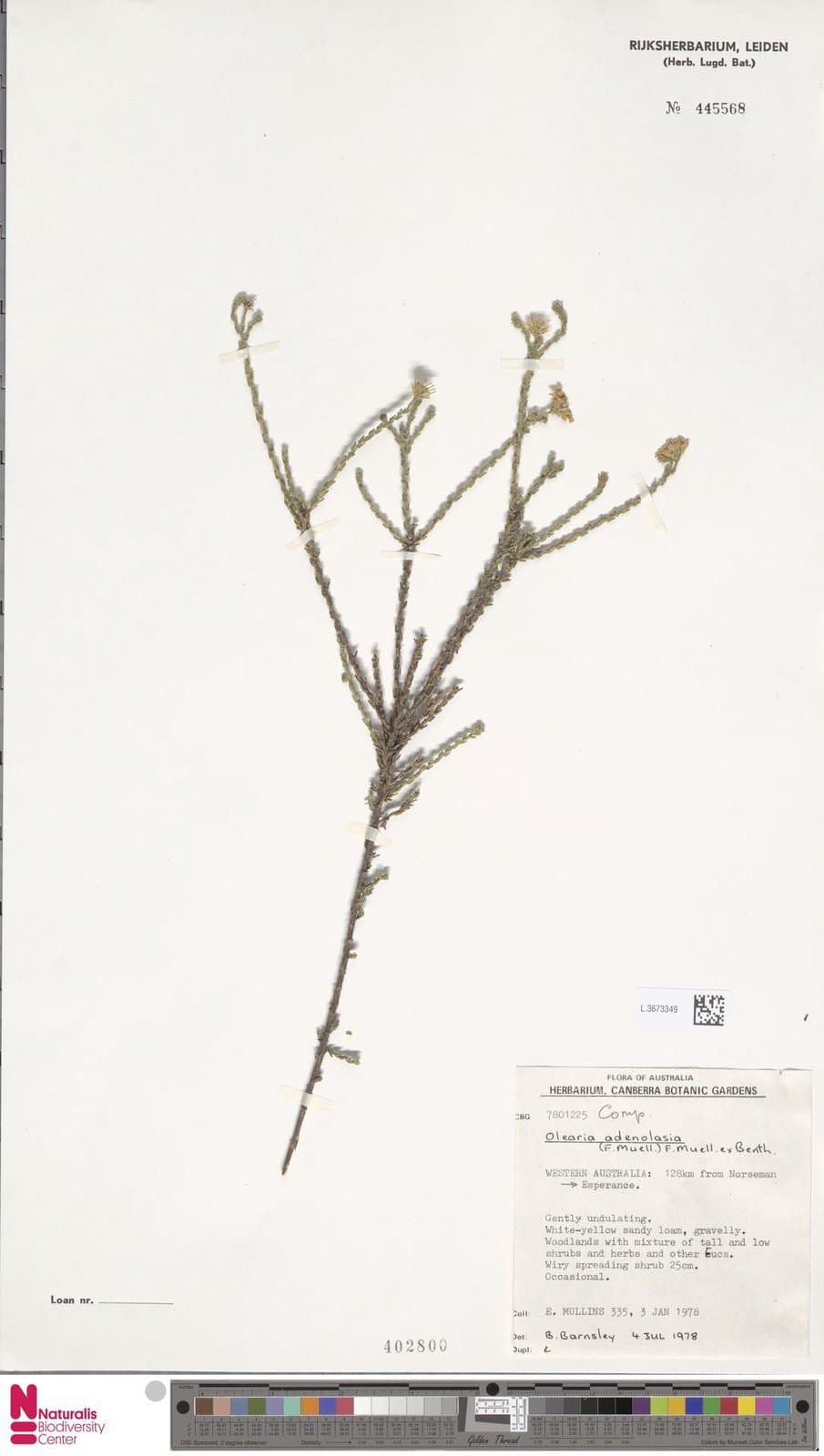 Olearia adenolasia F.Muell.