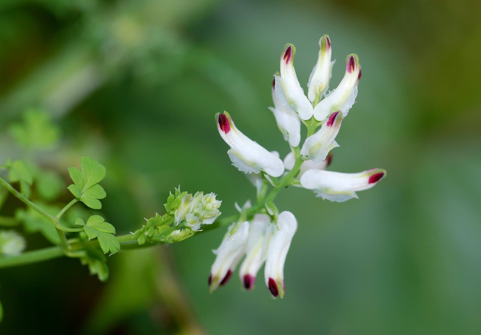 Fumaria capreolata L.