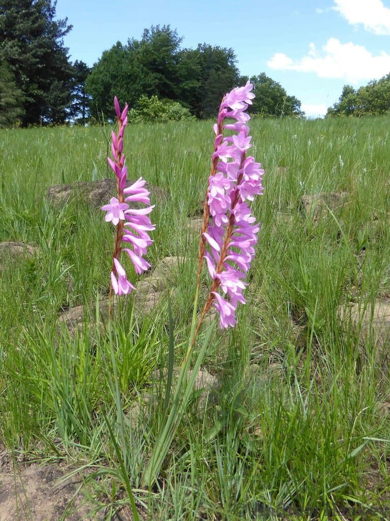 Watsonia canaliculata Goldblatt