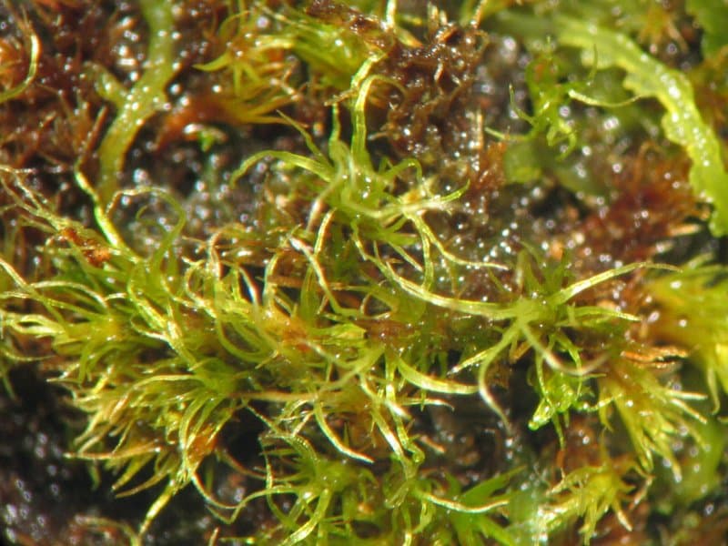 Campylopus pyriformis (Schultz) Brid.