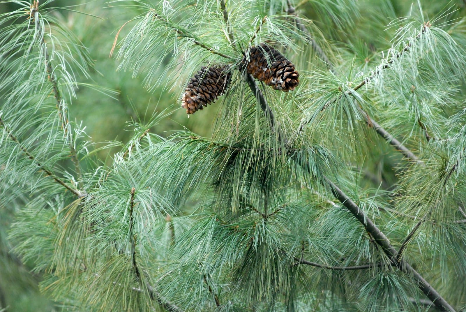 Pinus armandii Franch.