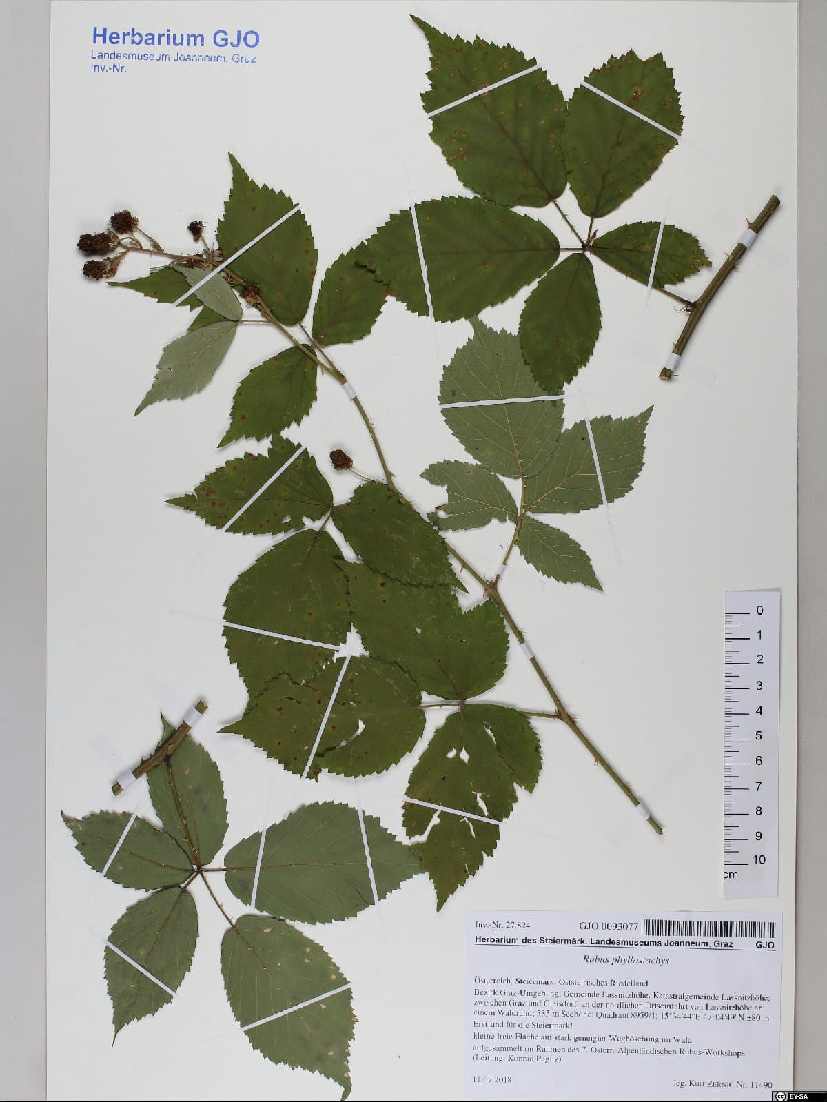 Rubus phyllostachys P.J.Müll.