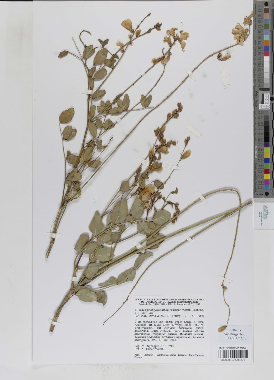 Onobrychis albiflora Hub.-Mor.