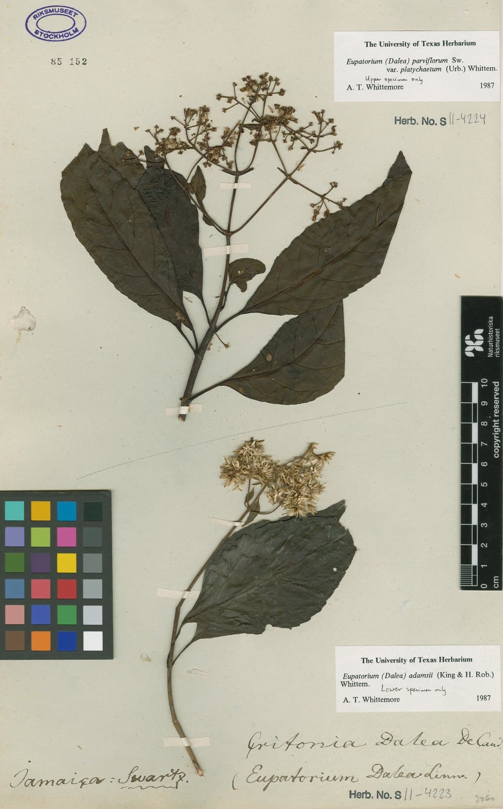 Adenocritonia adamsii R.M.King & H.Rob.