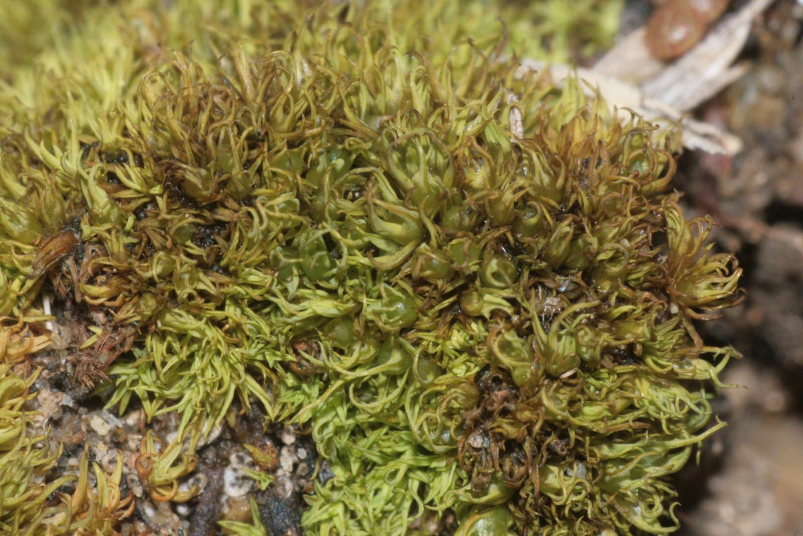 Weissia longifolia Mitt.