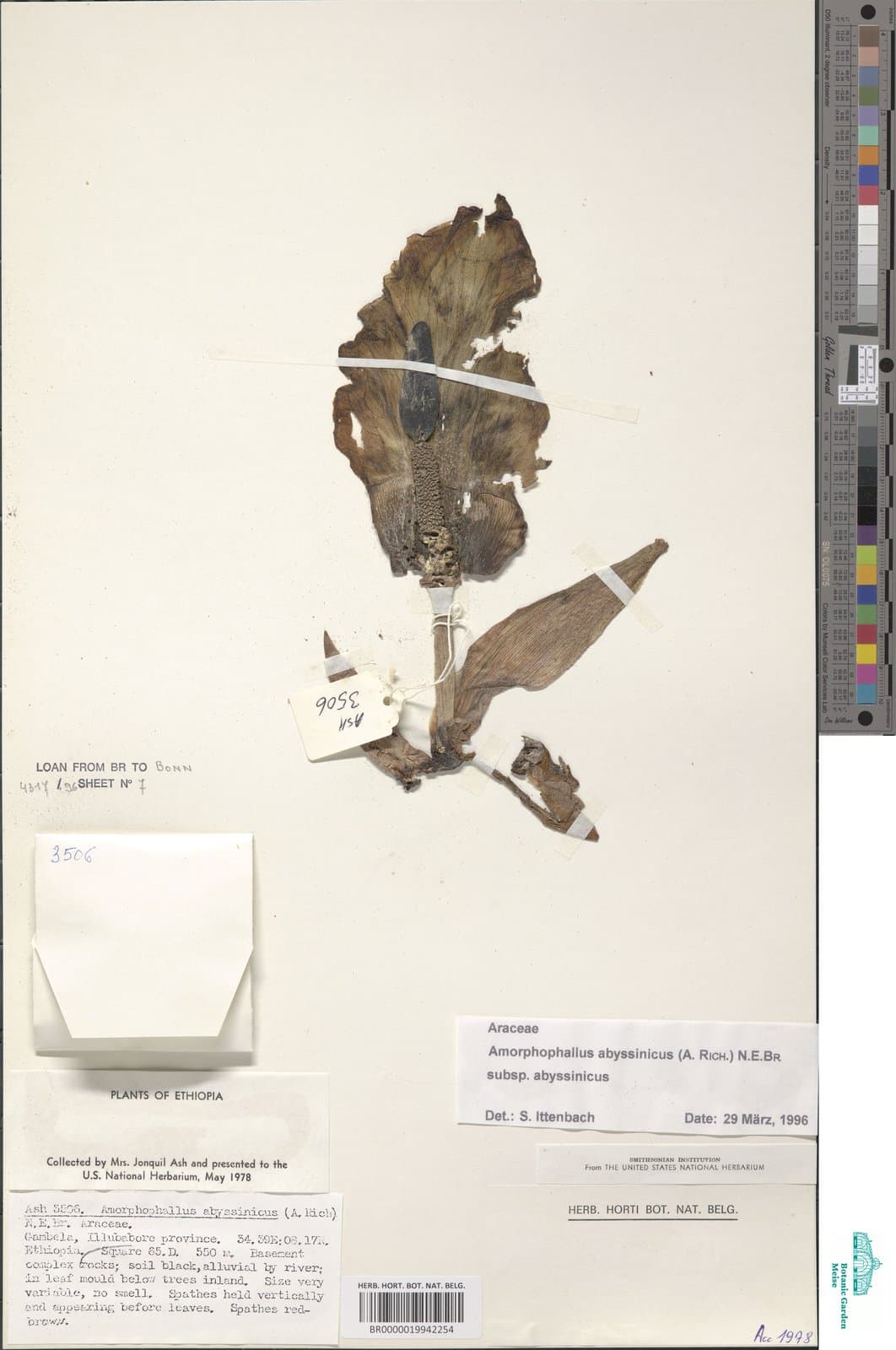 Amorphophallus abyssinicus subsp. abyssinicus