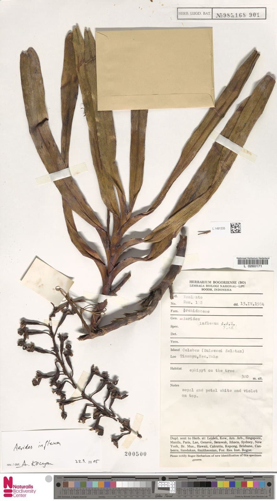 Aerides inflexa Teijsm. & Binn.