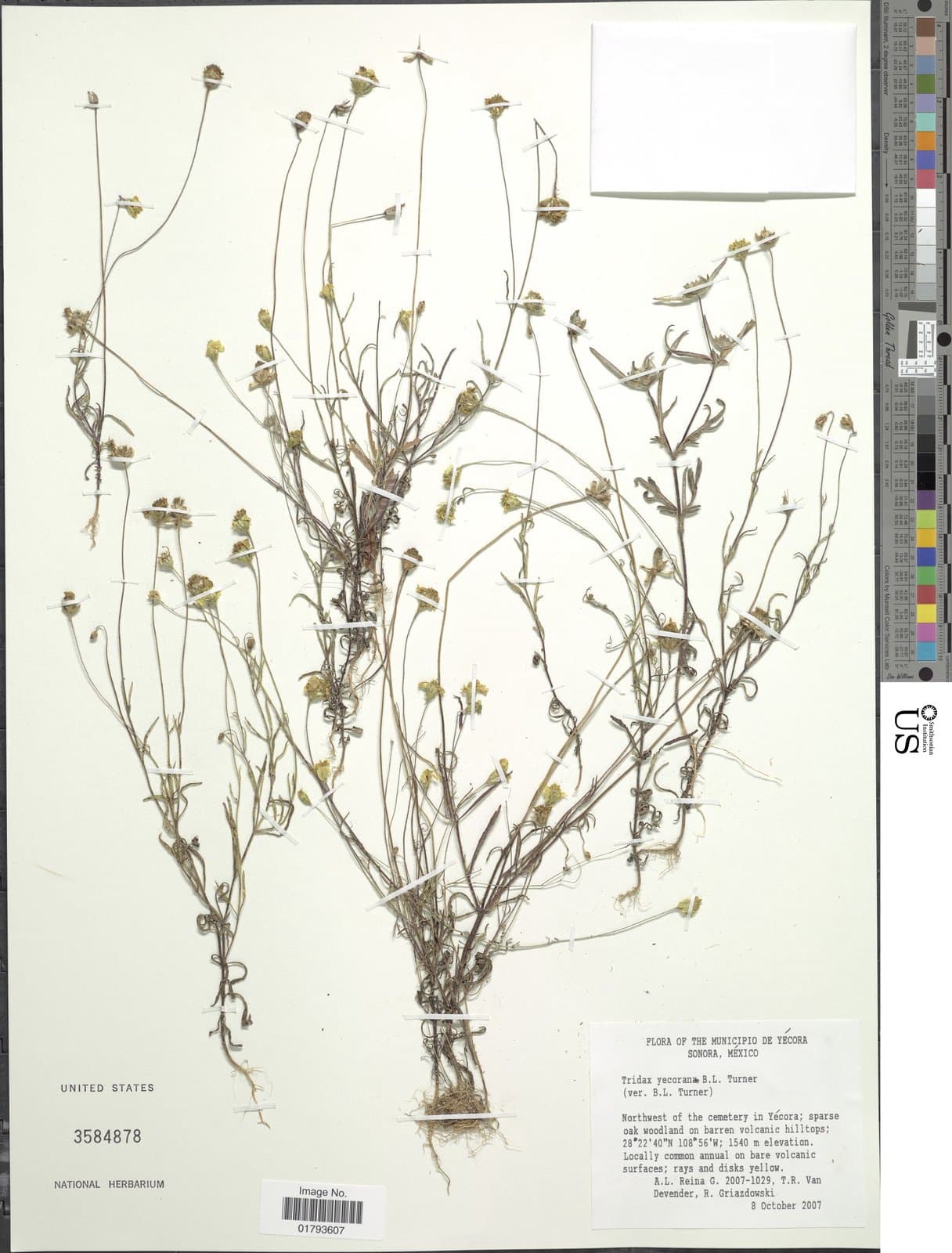 Tridax yecorana B.L.Turner