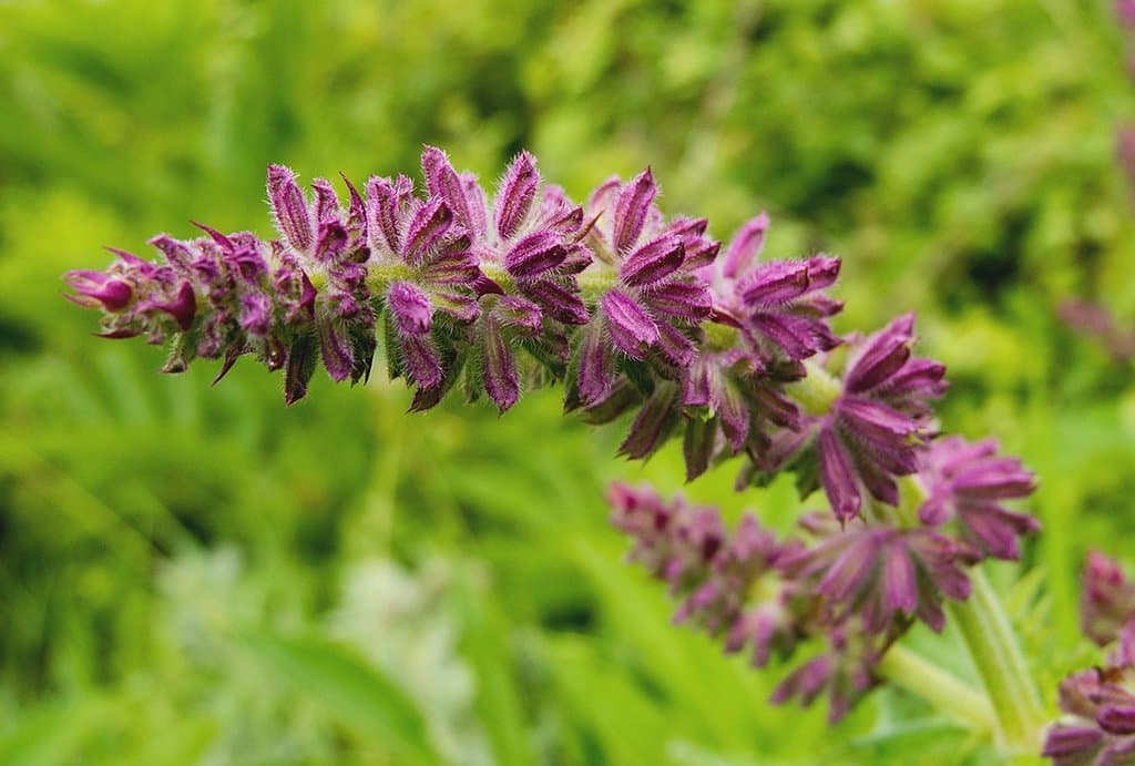 Salvia verticillata L.