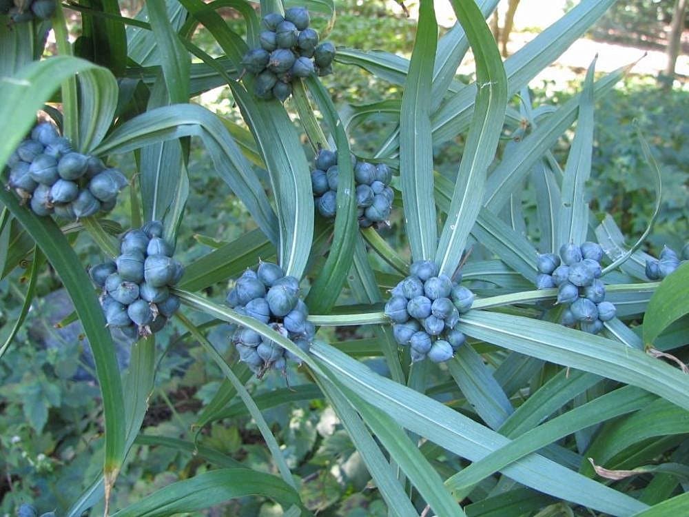 Polygonatum cirrhifolium (Wall.) Royle