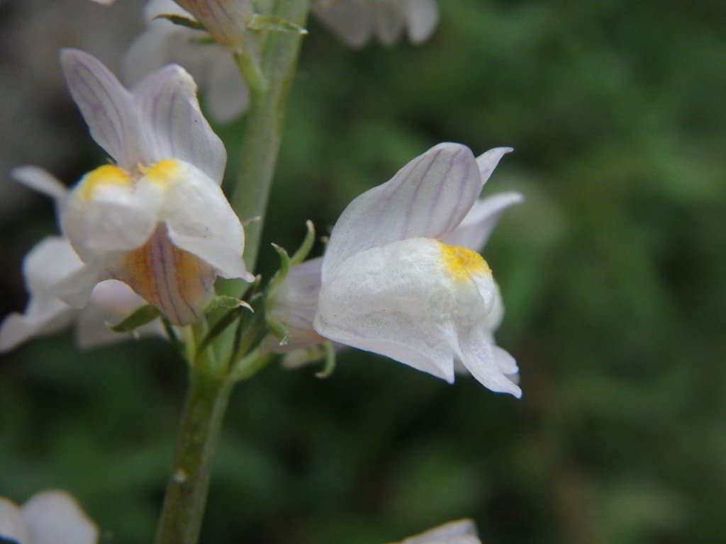 Linaria repens (L.) Mill.