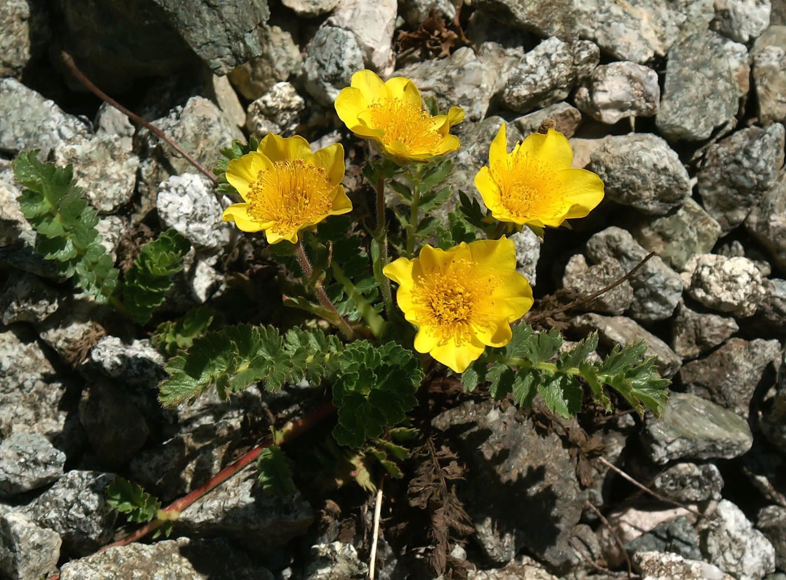 Geum reptans L.