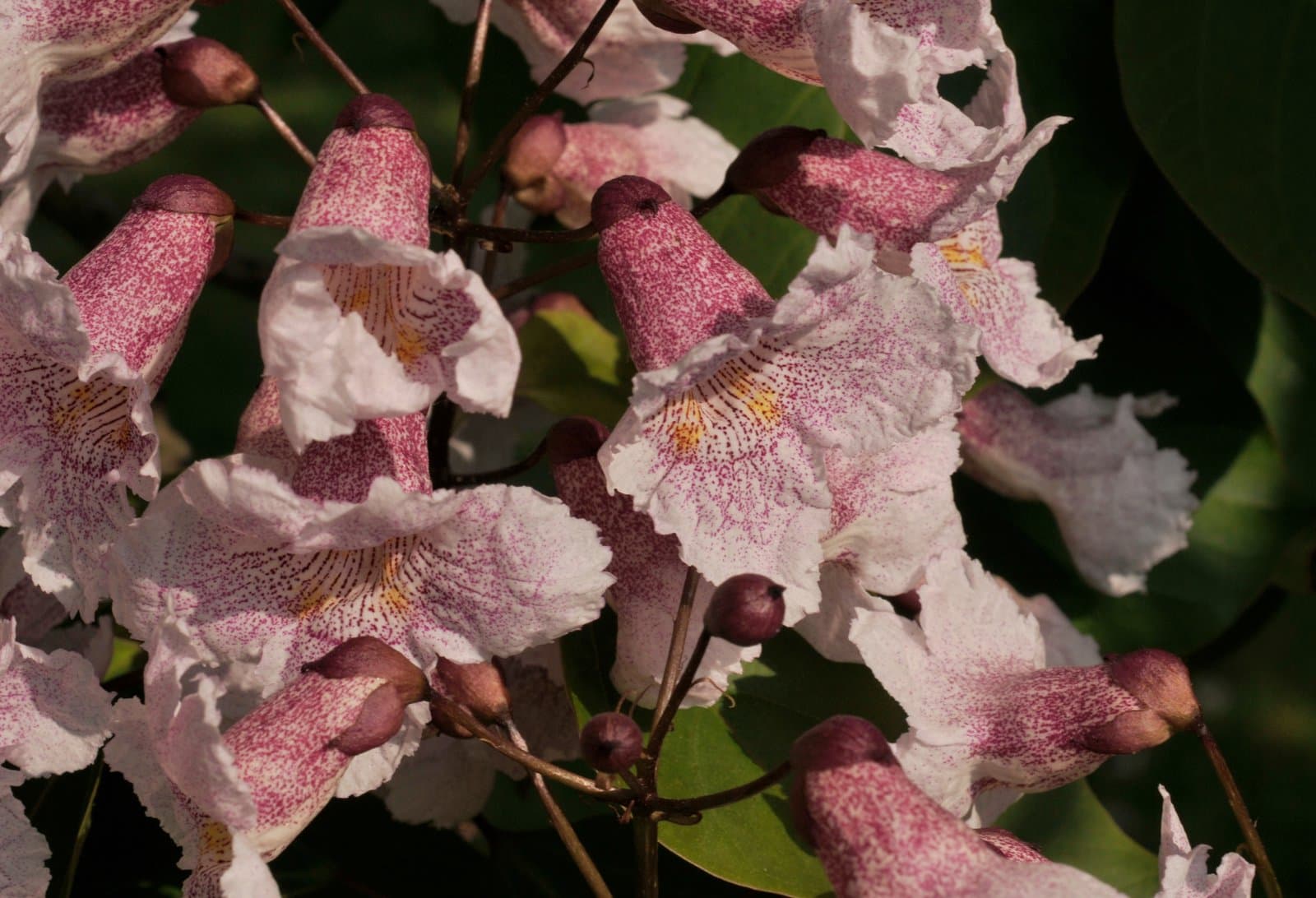 Catalpa bungei C.A.Mey.