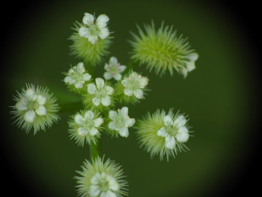 Torilis leptophylla (L.) Rchb.fil.
