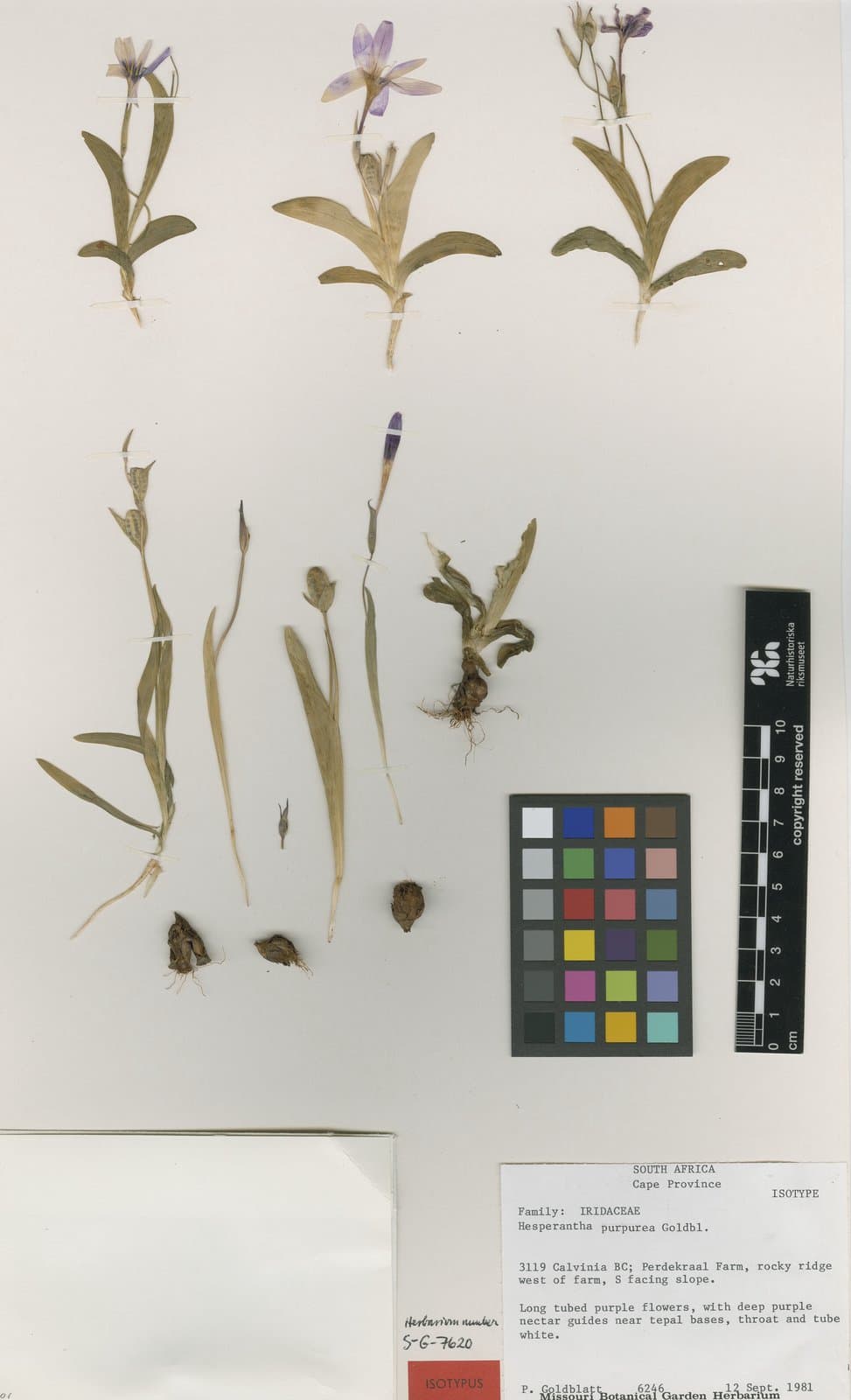 Hesperantha purpurea Goldblatt
