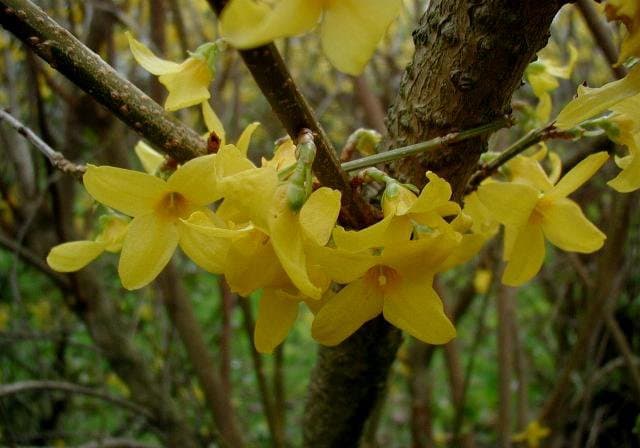 Forsythia ×intermedia Zabel