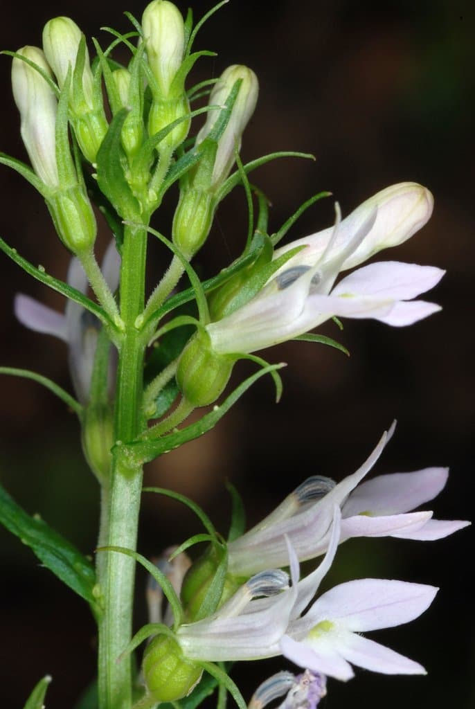 Lobelia inflata L.