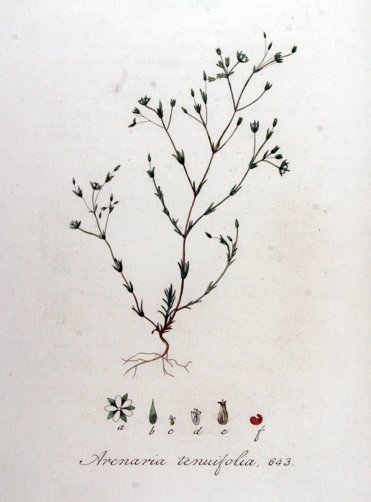 Sabulina tenuifolia (L.) Rchb.
