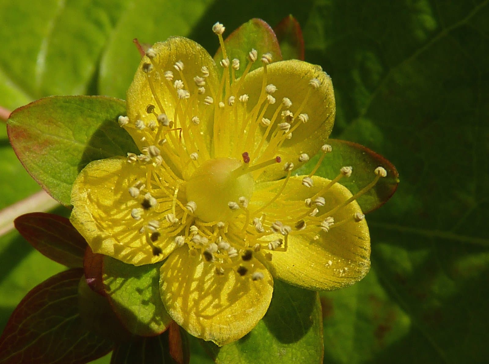 Hypericum ×inodorum Mill.