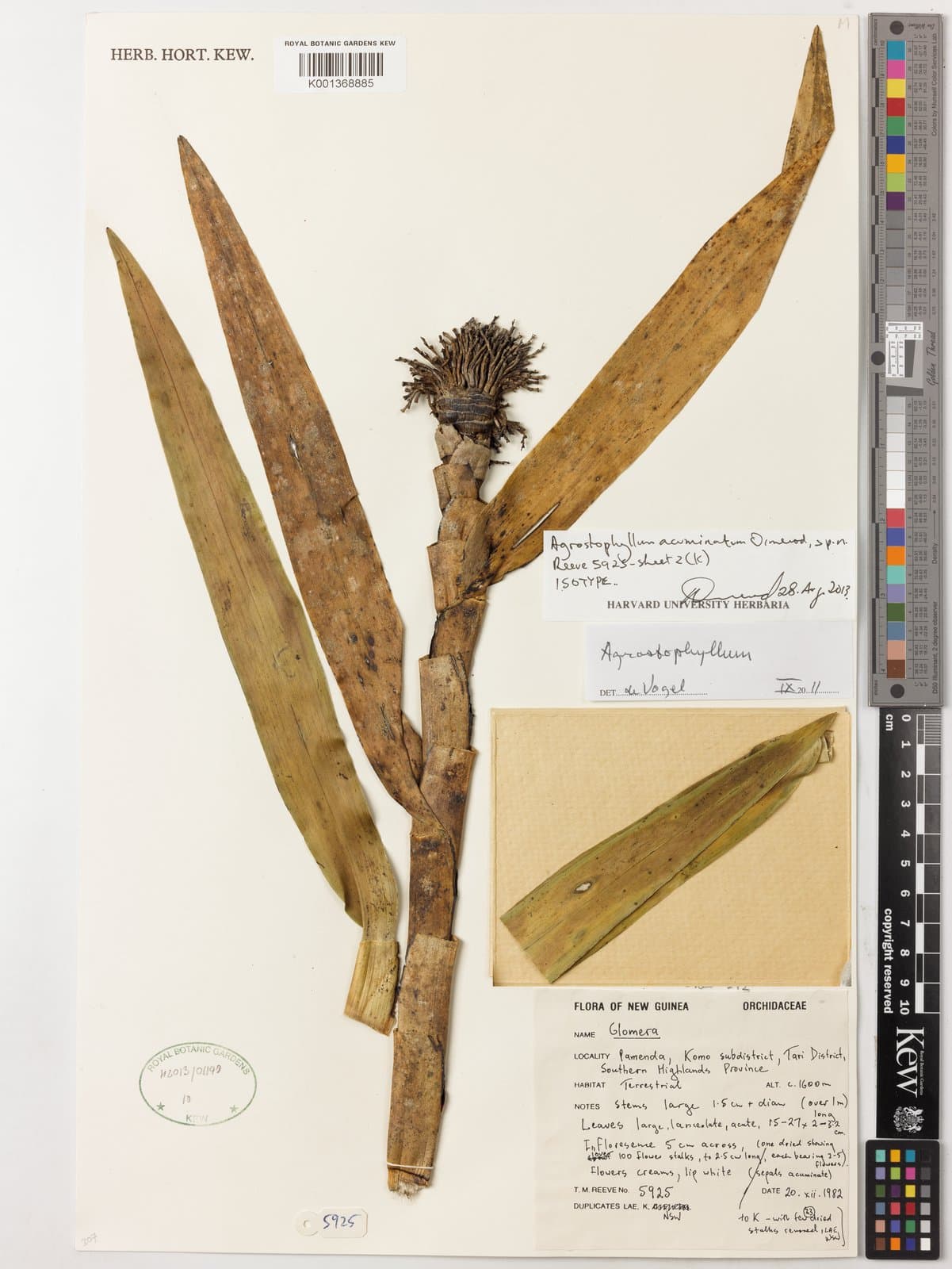 Agrostophyllum acuminatum Ormerod