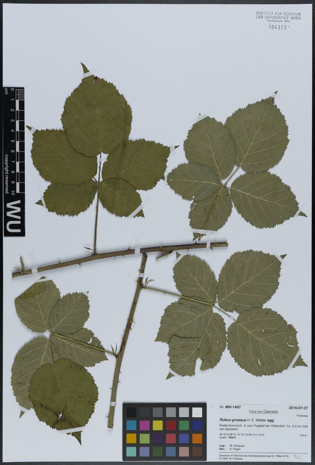 Rubus holandrei P.J.Müll.