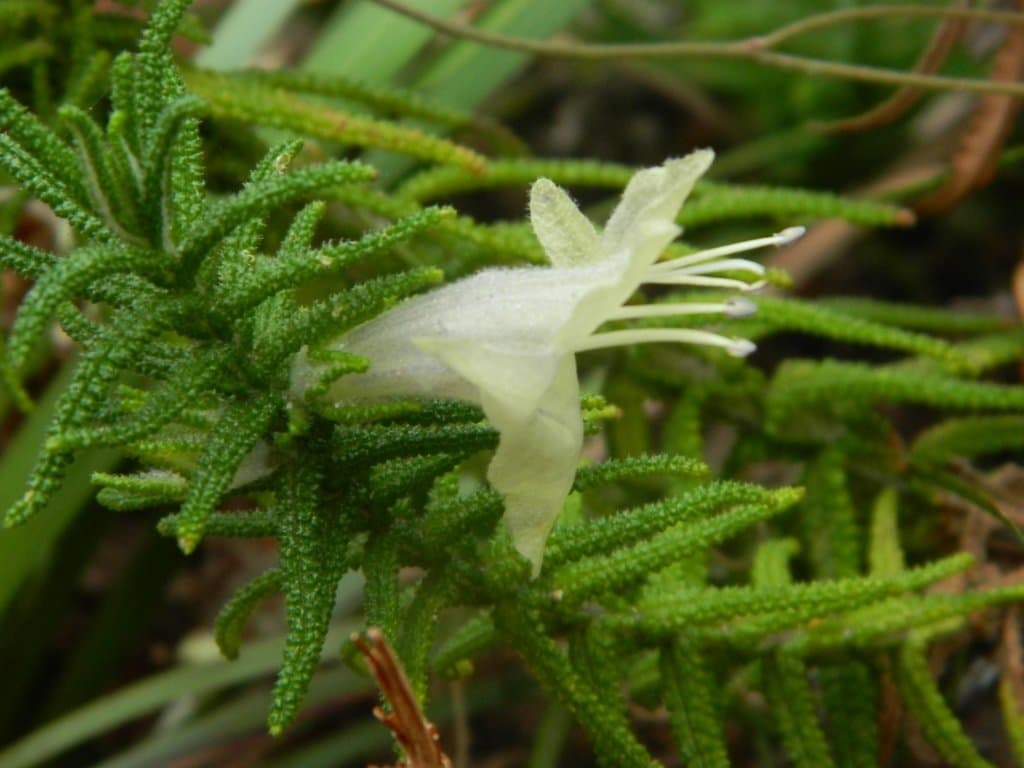 Chloanthes stoechadis R.Br.