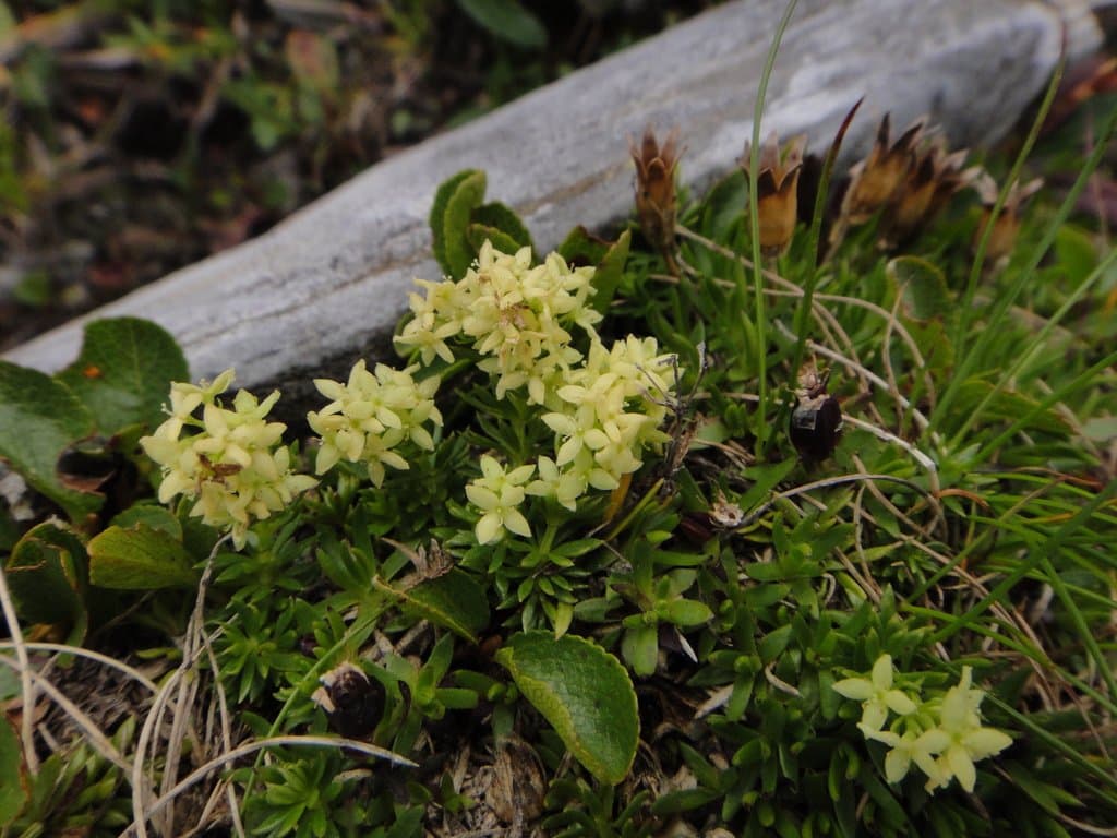 Galium noricum Ehrend.