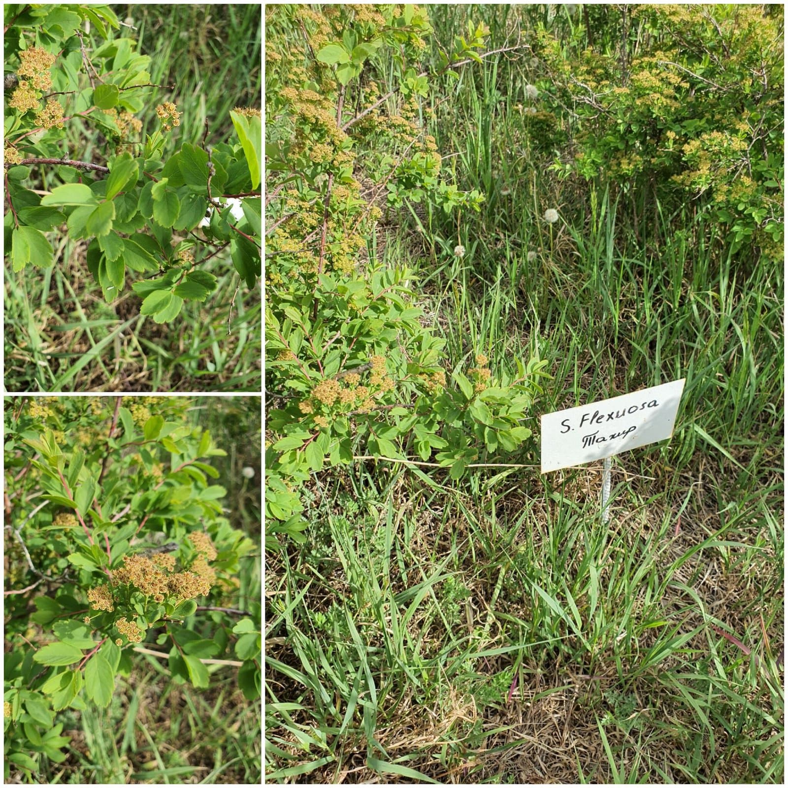 Spiraea flexuosa Fisch. ex Cambess.