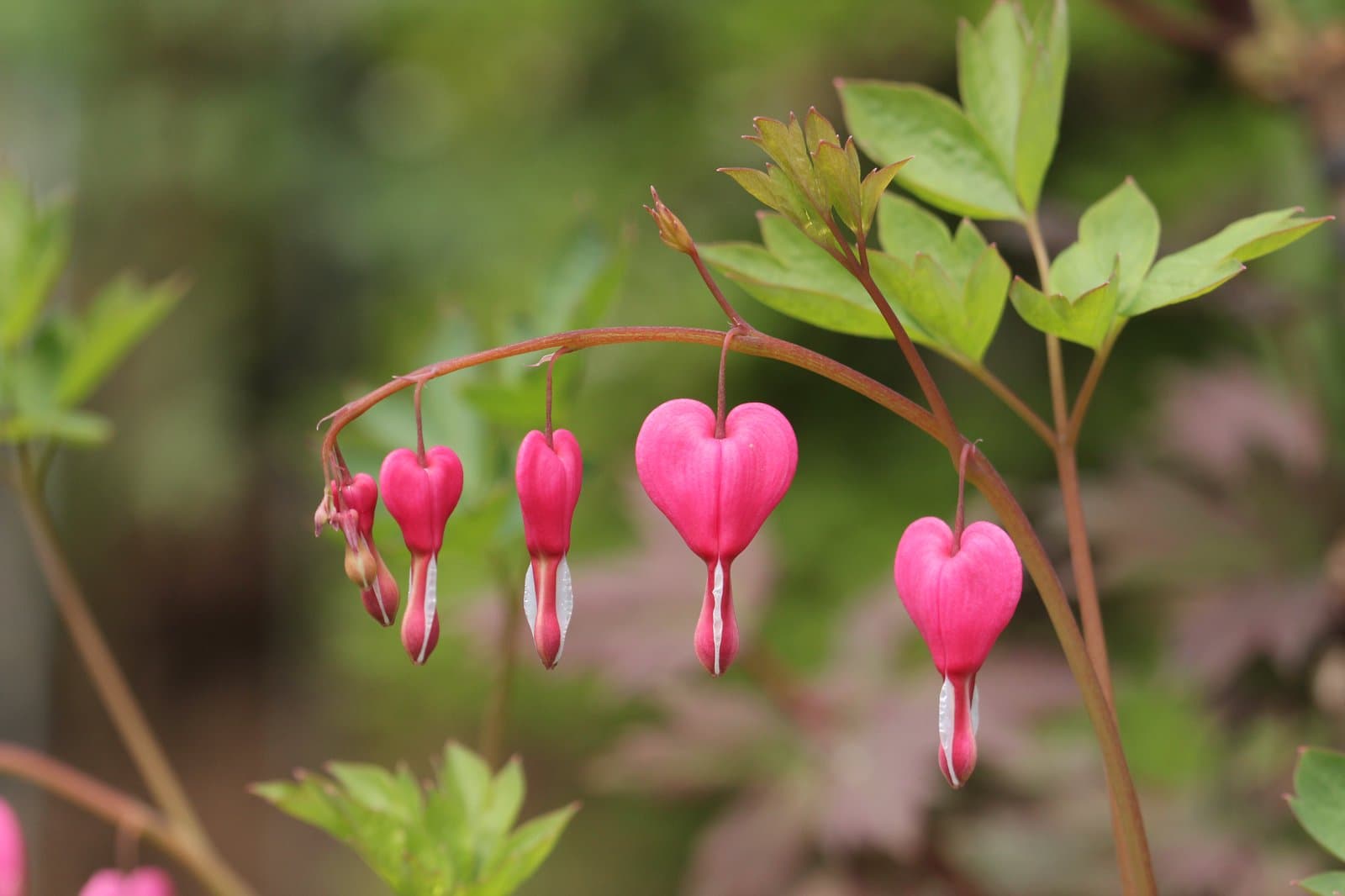 Lamprocapnos spectabilis (L.) Fukuhara
