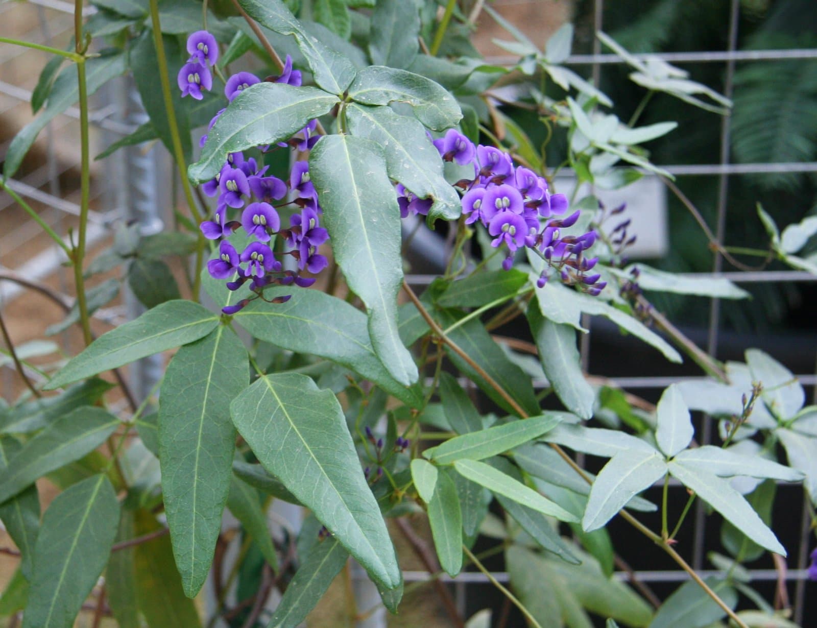 Hardenbergia comptoniana (Andrews) Benth.