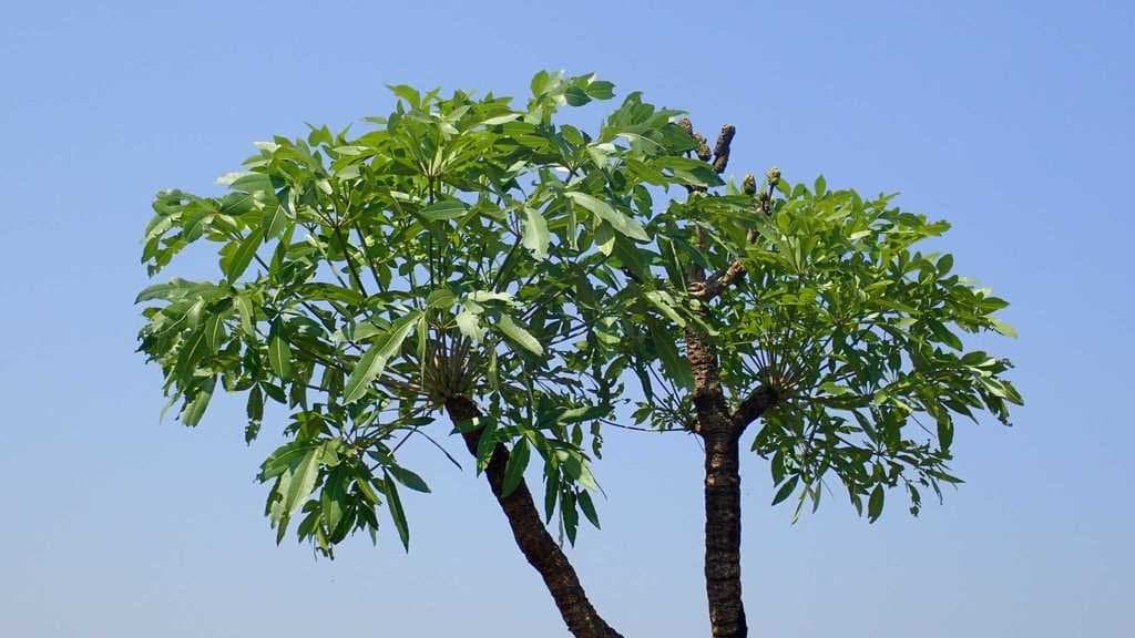 Cussonia spicata Thunb.