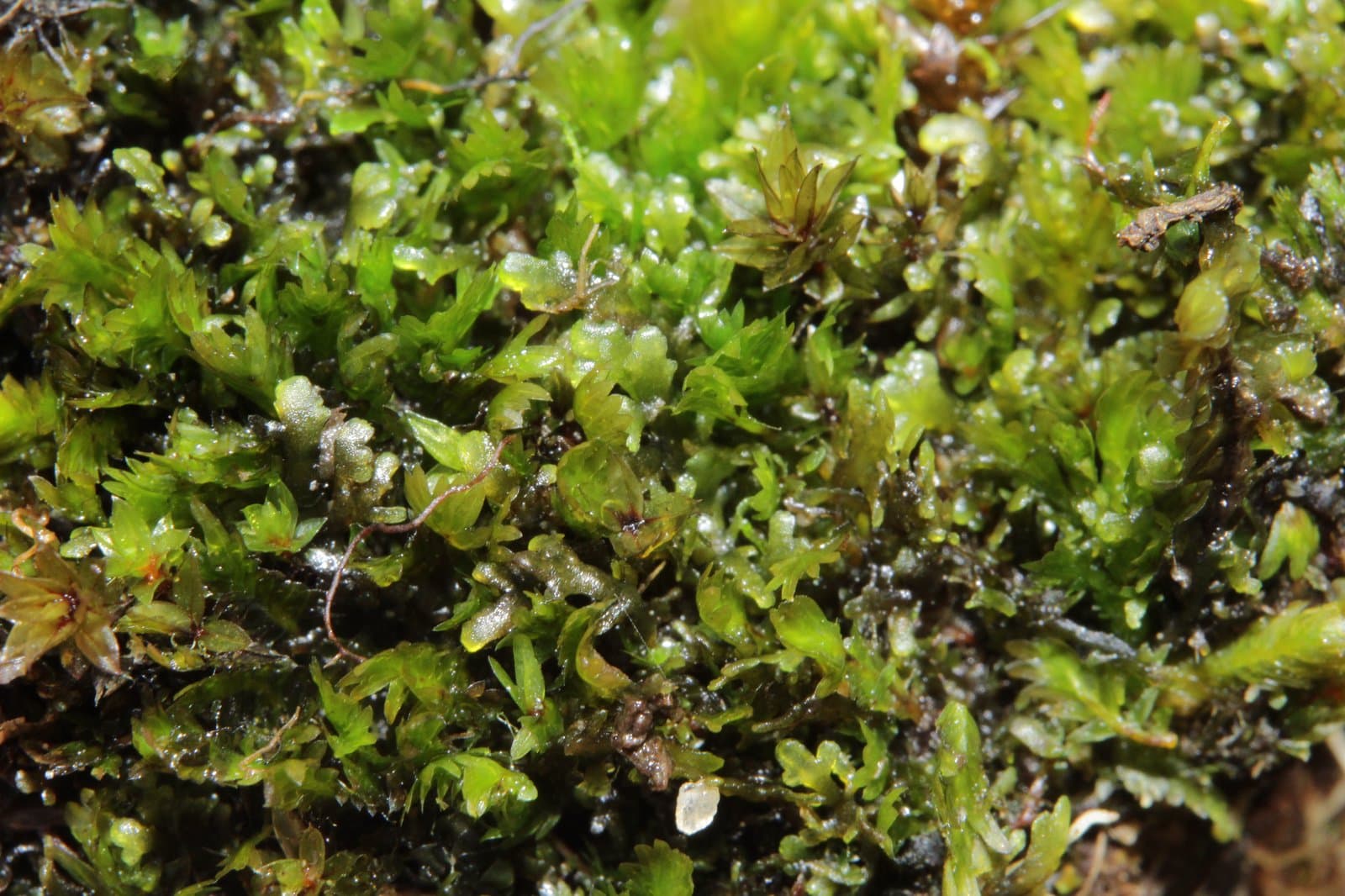 Fissidens osmundoides Hedw.