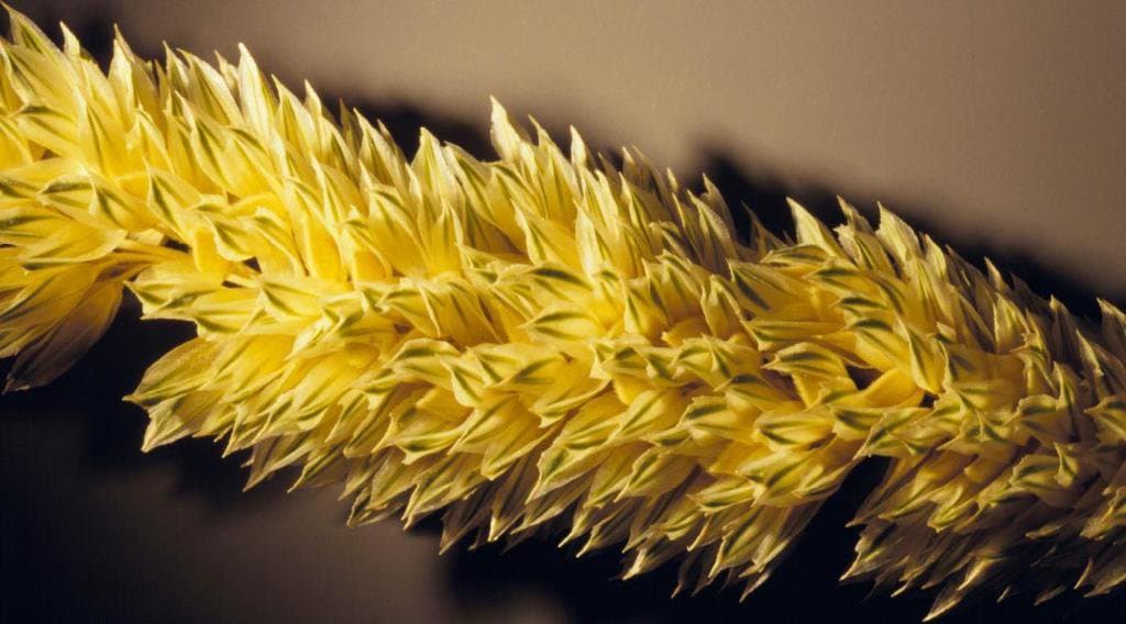 Phalaris minor Retz.