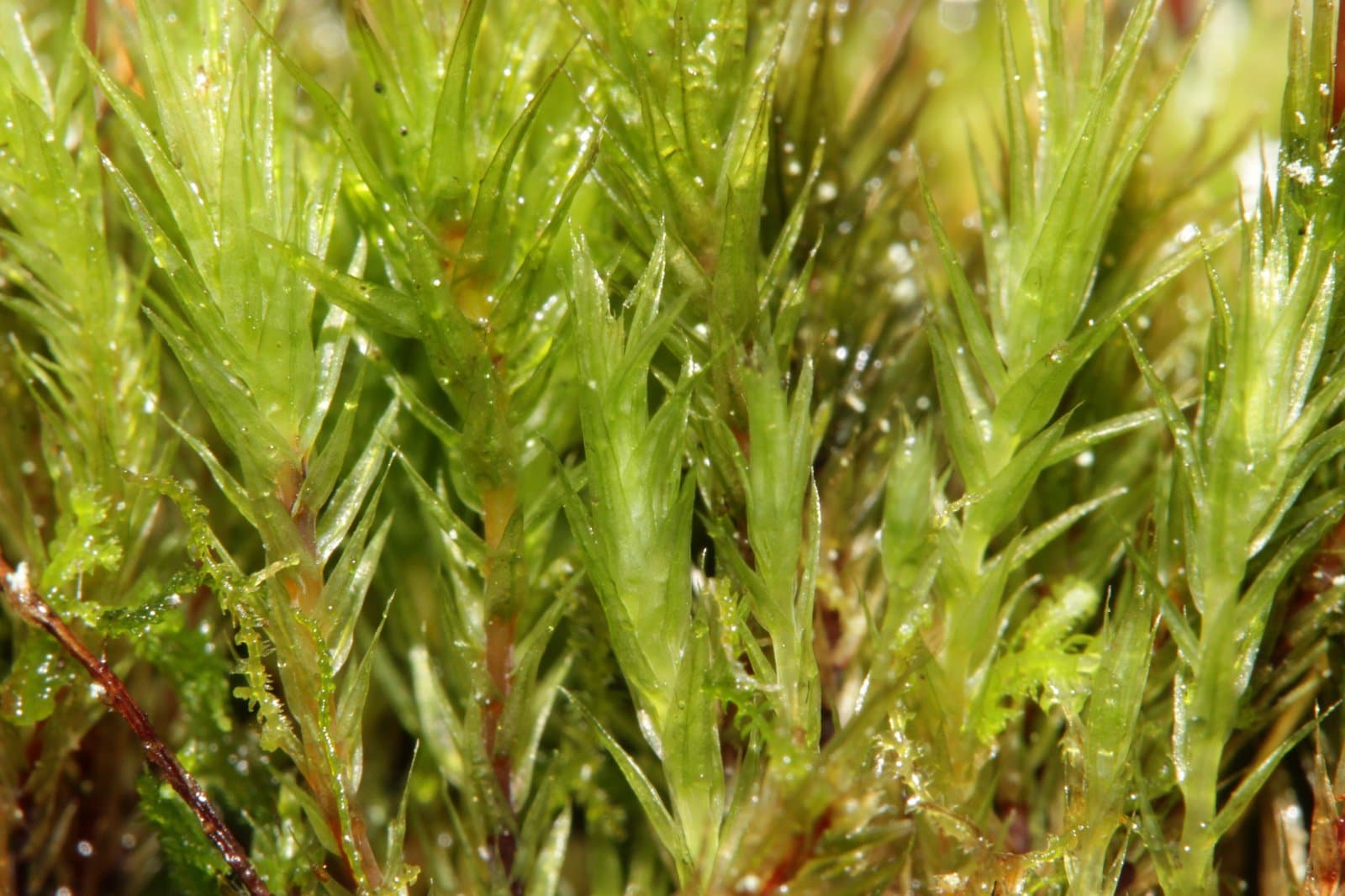 Pohlia longicolla (Hedw.) Lindb.
