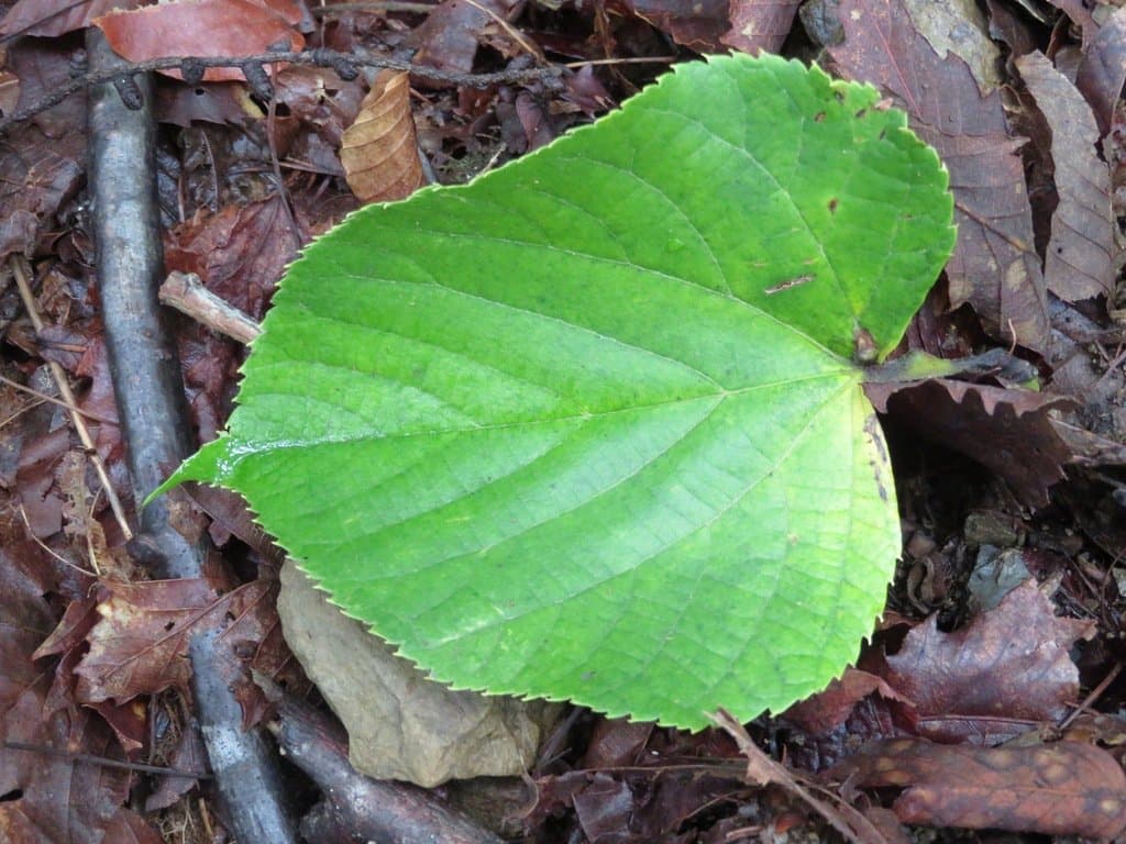 Tilia japonica (Miq.) Simonk.