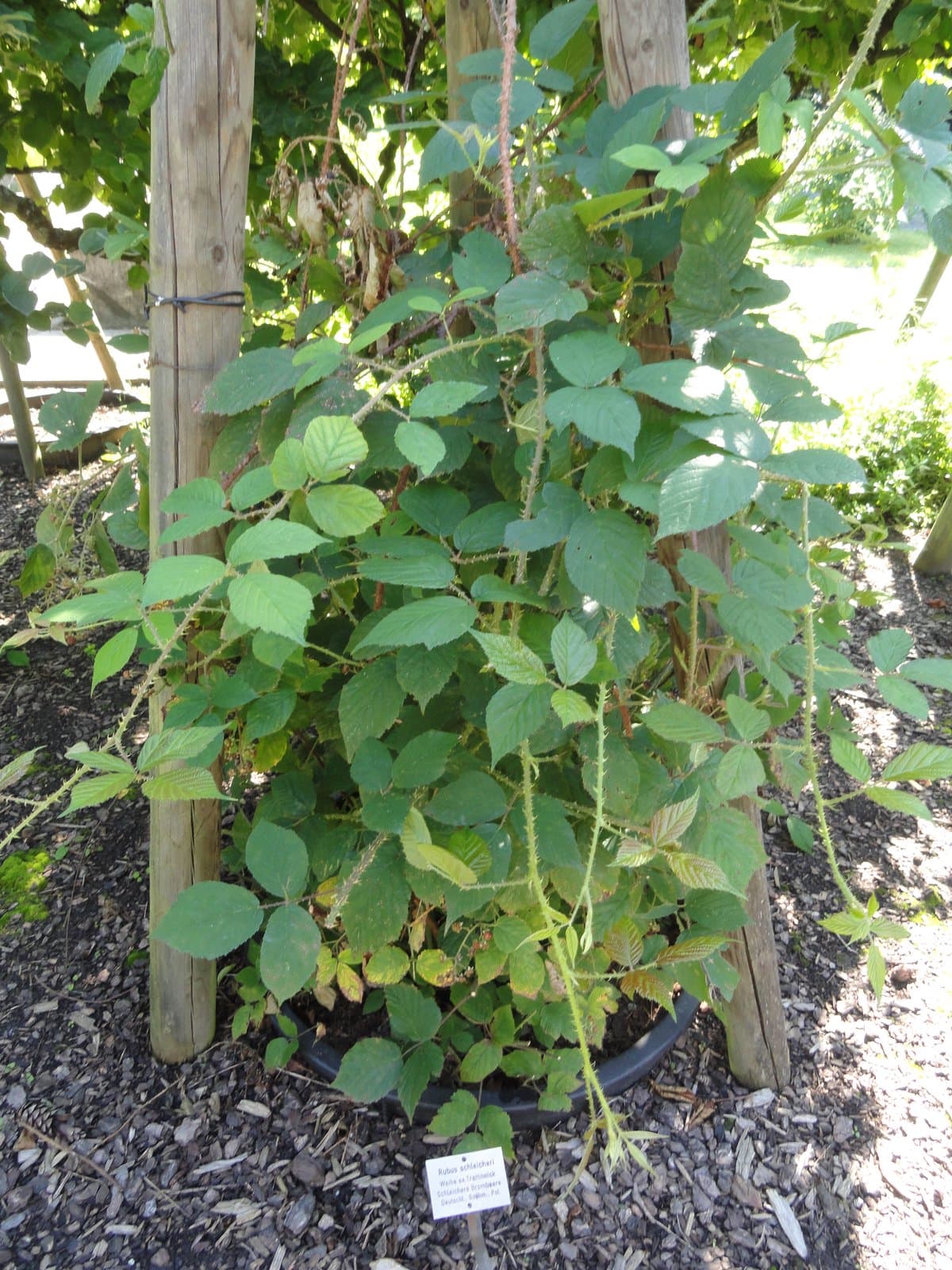 Rubus schleicheri Weihe ex Tratt.