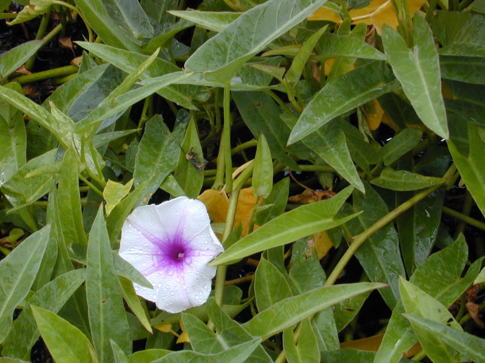 Ipomoea aquatica Forssk.