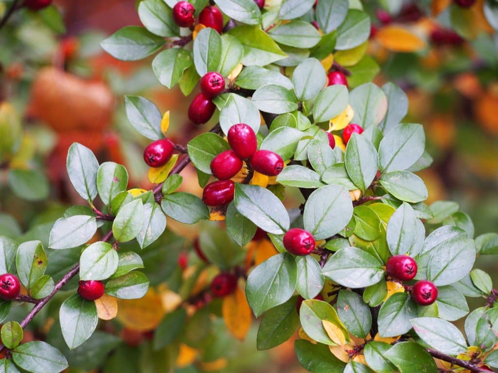 Cotoneaster divaricatus Rehder & E.H.Wilson