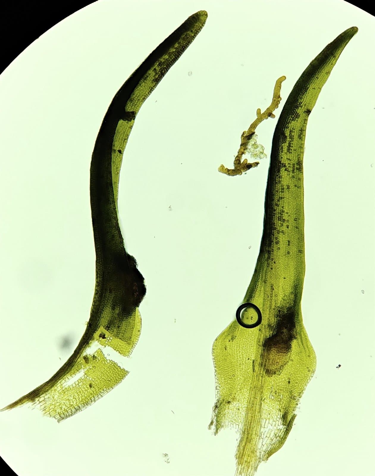 Grimmia unicolor Hook.
