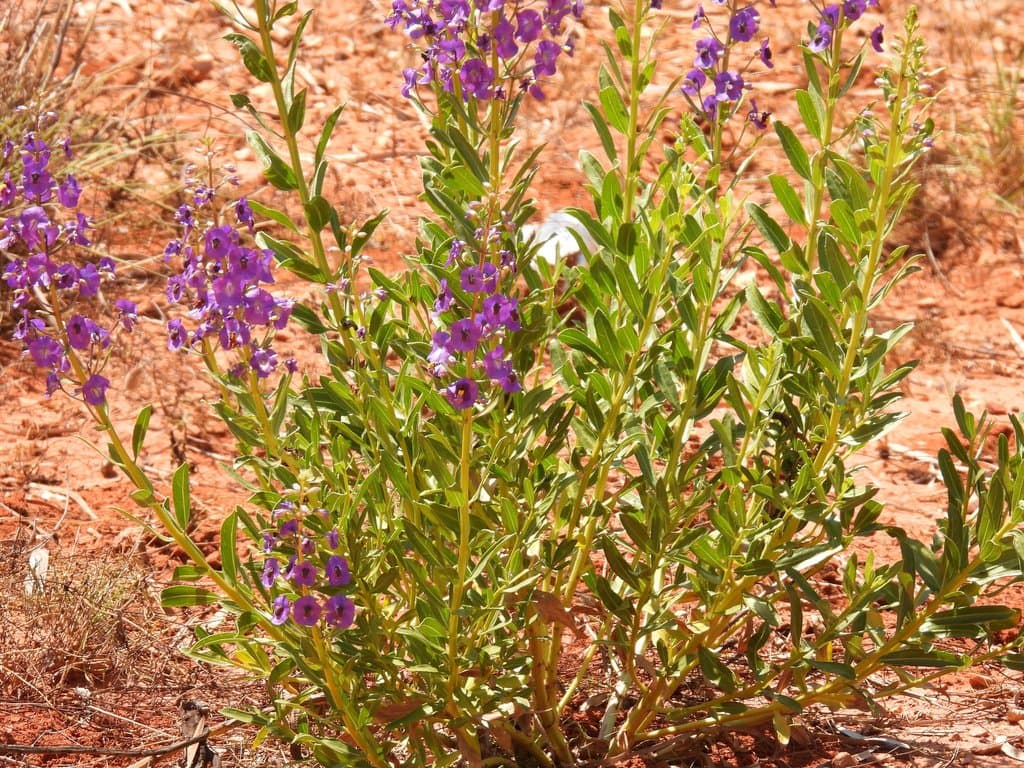 Cyanostegia cyanocalyx (F.Muell.) C.A.Gardner