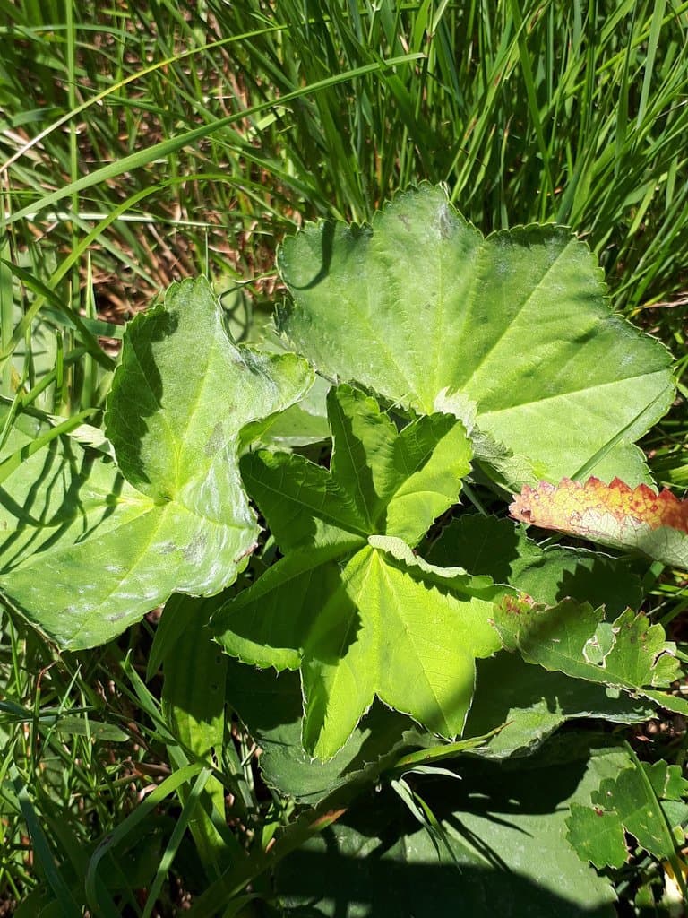 Alchemilla obtusa Buser